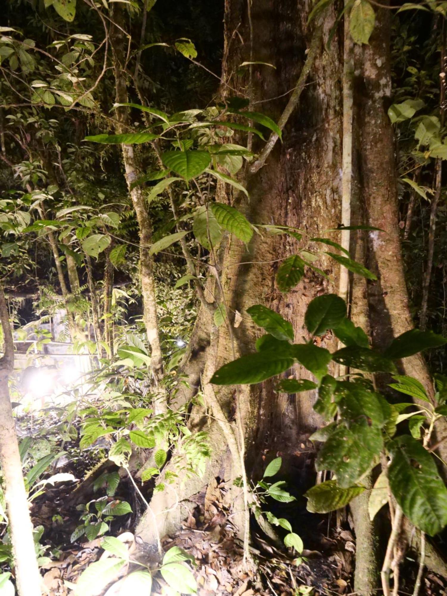 Arahuana Jungle Resort & Spa Tena Extérieur photo